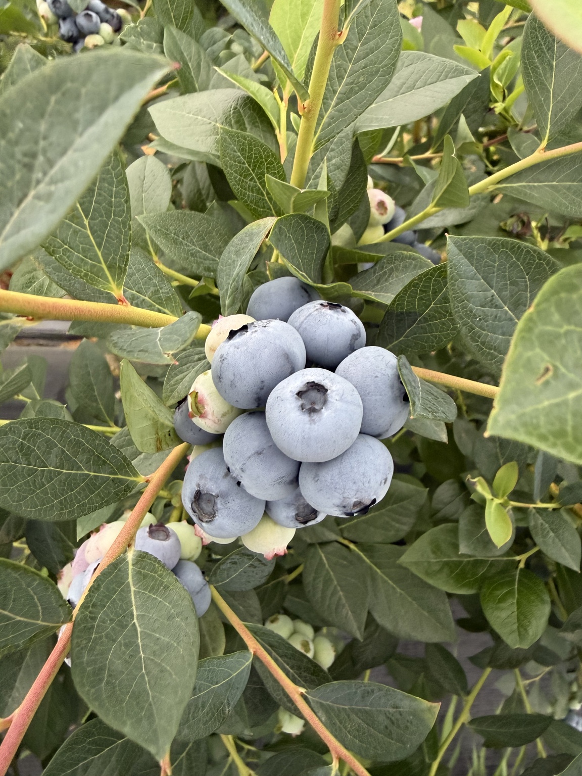Ripe blueberries growing on a Namiani plant