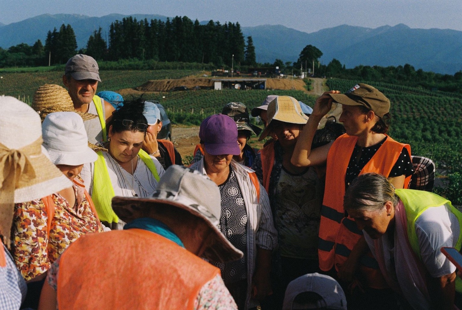 Namiani harvest team together among the blueberry fields